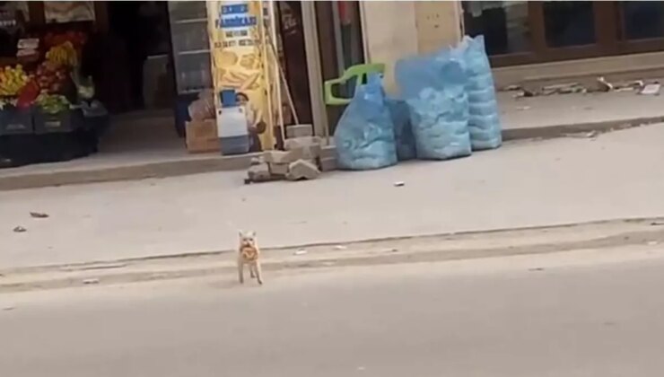 Nusaybin’deki Kedi Her Sabah Simit Alıyor